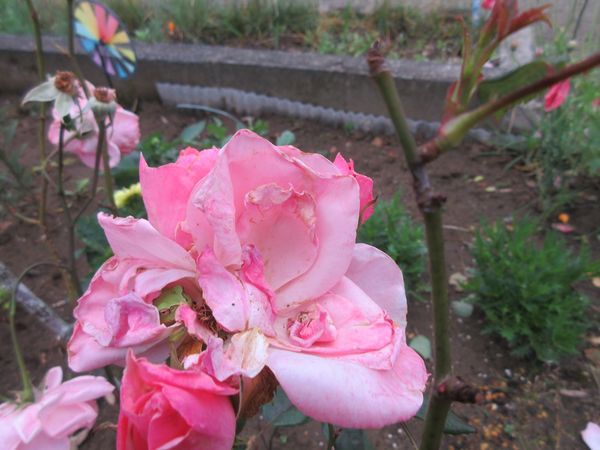 f:id:maronmame:20210529064337j:plain