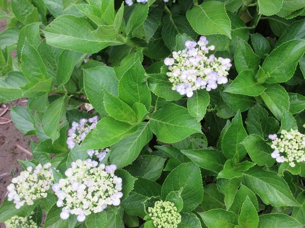 f:id:maronmame:20210529064408j:plain