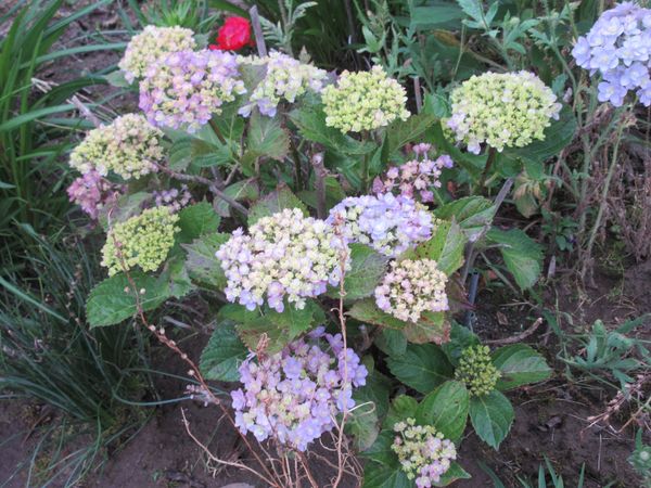 f:id:maronmame:20210529064448j:plain