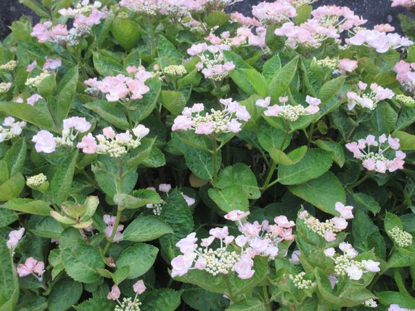 f:id:maronmame:20210529064506j:plain