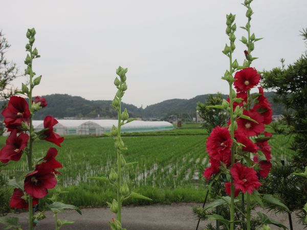 f:id:maronmame:20210529064556j:plain