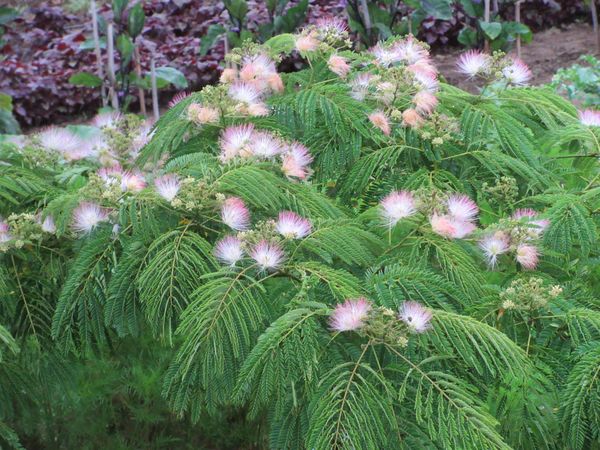 f:id:maronmame:20210615064915j:plain