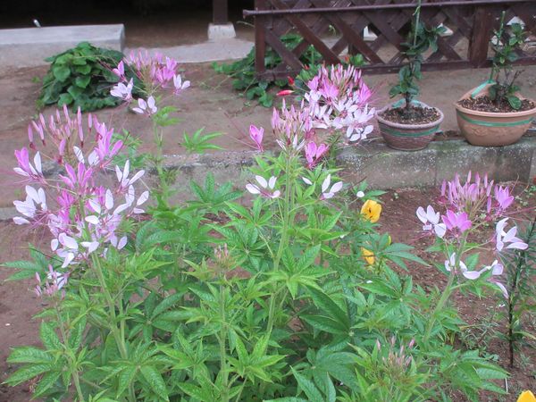 f:id:maronmame:20210615065037j:plain