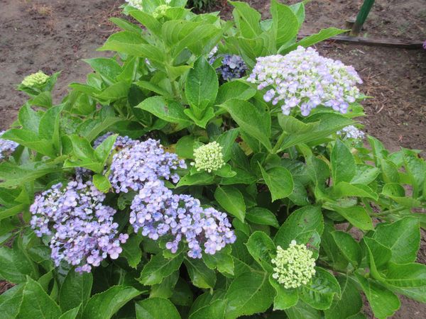 f:id:maronmame:20210615065054j:plain