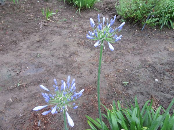 f:id:maronmame:20210615065141j:plain