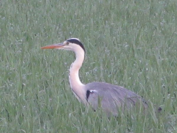 f:id:maronmame:20210615065237j:plain