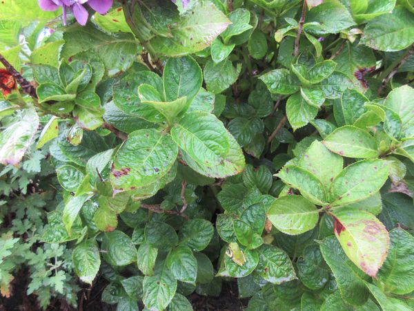 f:id:maronmame:20210621065818j:plain