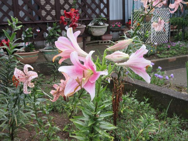 f:id:maronmame:20210621065838j:plain