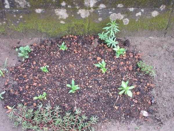 f:id:maronmame:20210621065857j:plain