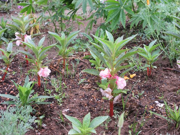 f:id:maronmame:20210621065920j:plain