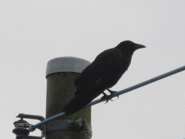 f:id:maronmame:20210621070003j:plain