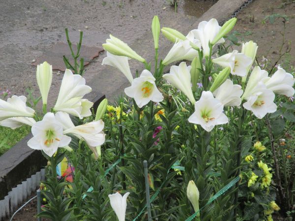 f:id:maronmame:20210705070352j:plain