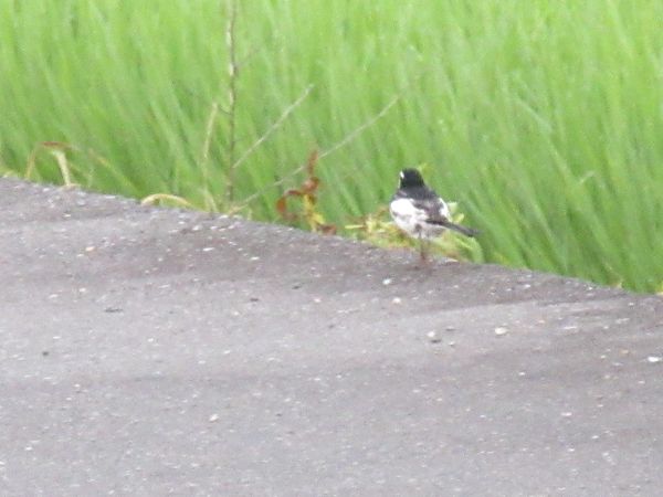 f:id:maronmame:20210705070428j:plain