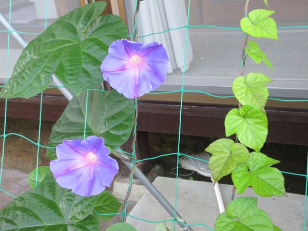 f:id:maronmame:20210720085104j:plain