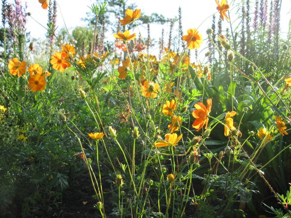 f:id:maronmame:20210720085132j:plain