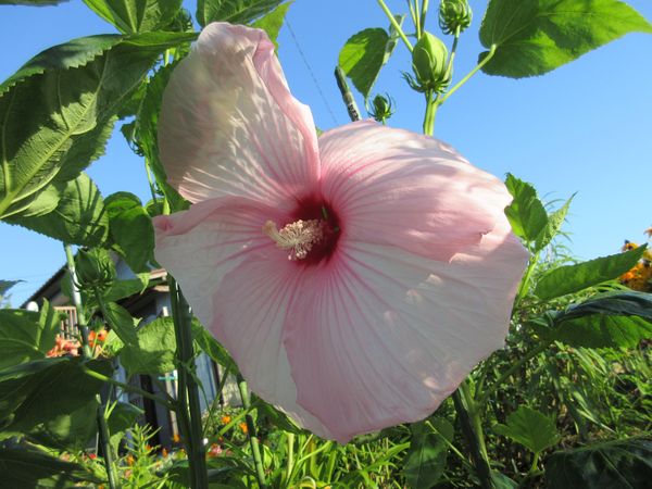 f:id:maronmame:20210720085153j:plain