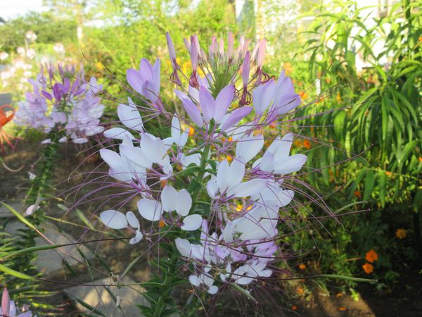 f:id:maronmame:20210720085230j:plain