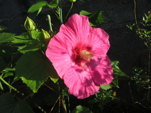 f:id:maronmame:20210720085248j:plain