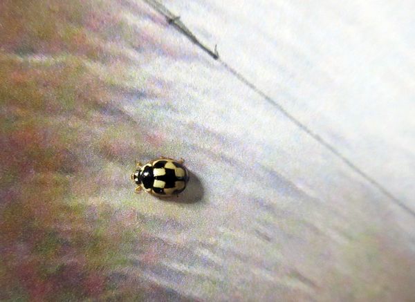 f:id:maronmame:20210812080125j:plain