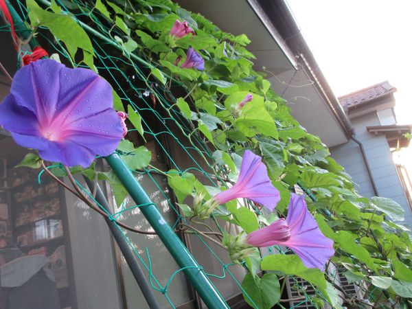 f:id:maronmame:20210812080231j:plain