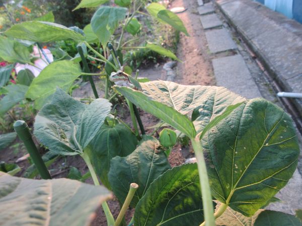 f:id:maronmame:20210812080251j:plain