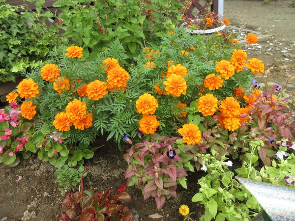 f:id:maronmame:20210907135228j:plain