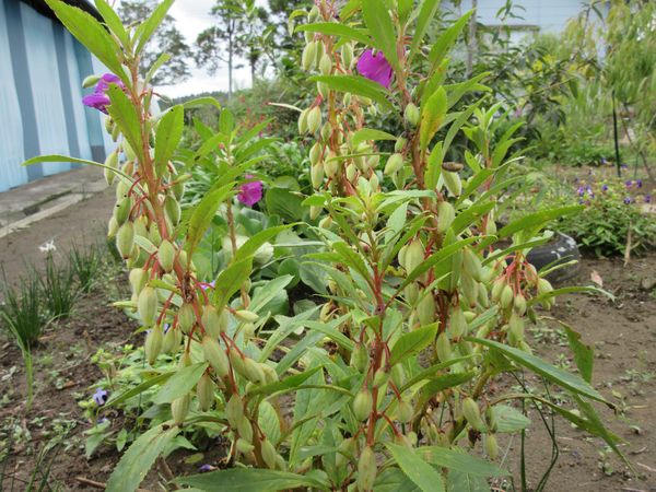 f:id:maronmame:20210907135253j:plain