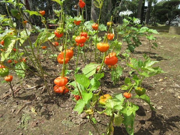 f:id:maronmame:20210907135401j:plain