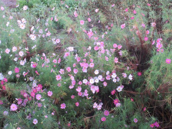 f:id:maronmame:20211005153003j:plain