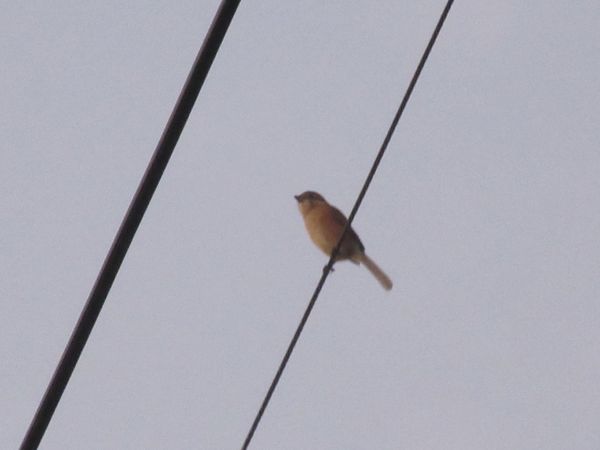 f:id:maronmame:20211005153129j:plain