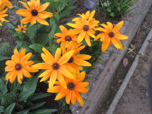 f:id:maronmame:20211027125040j:plain