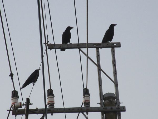 f:id:maronmame:20211101074318j:plain