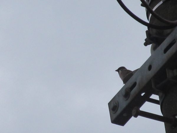 f:id:maronmame:20211101074337j:plain