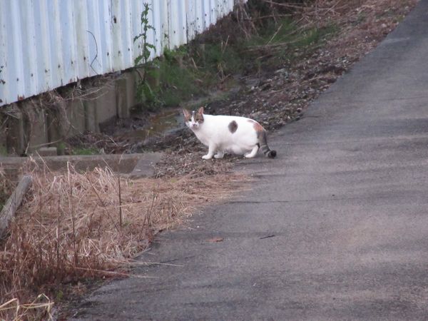 f:id:maronmame:20211103094724j:plain