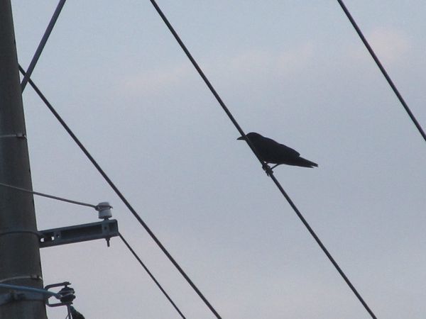 f:id:maronmame:20211103094806j:plain