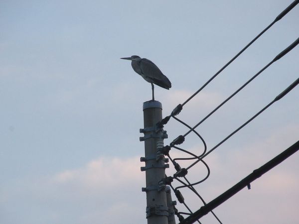 f:id:maronmame:20211103094824j:plain