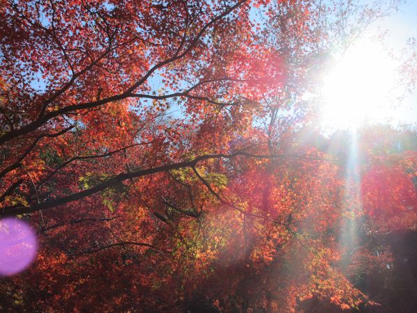 f:id:maronmame:20211115183350j:plain