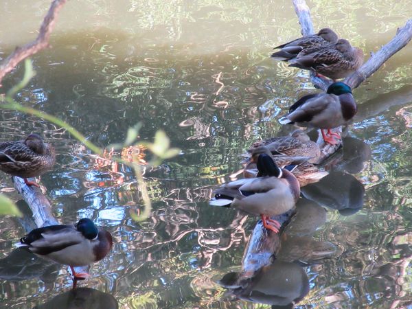 f:id:maronmame:20211115183424j:plain