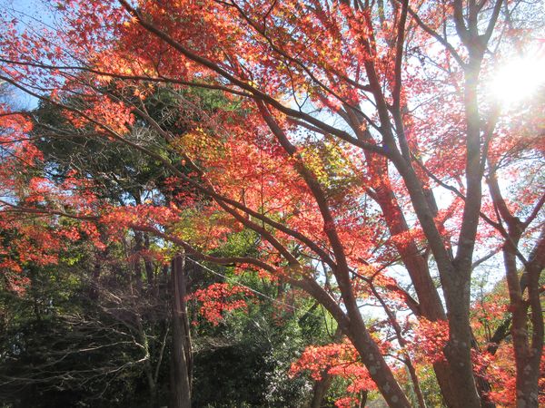 f:id:maronmame:20211115183441j:plain