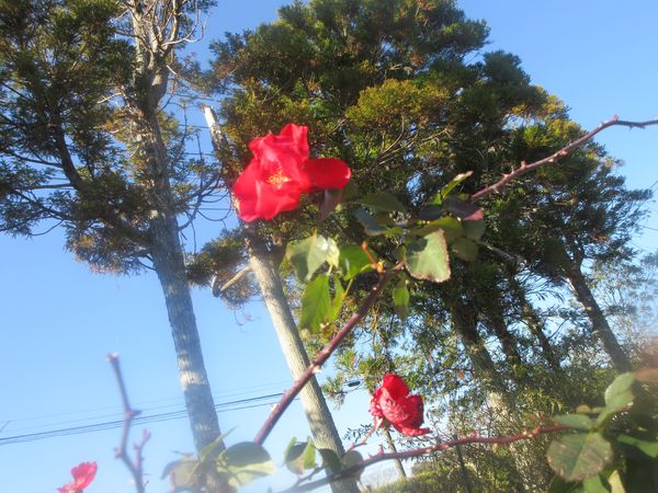 f:id:maronmame:20211221174859j:plain