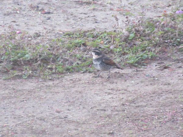 f:id:maronmame:20211221174915j:plain