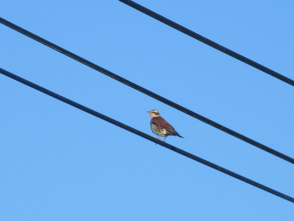 f:id:maronmame:20220114134842j:plain