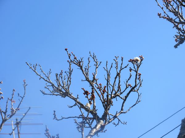 f:id:maronmame:20220207081200j:plain