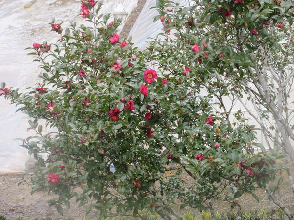 f:id:maronmame:20220210145805j:plain