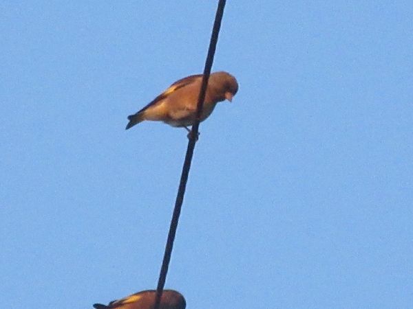 f:id:maronmame:20220227153532j:plain