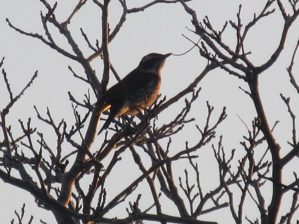 f:id:maronmame:20220227153633j:plain