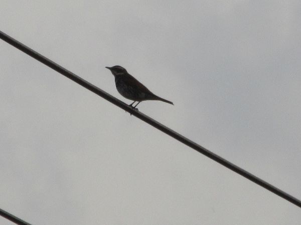 f:id:maronmame:20220314135155j:plain