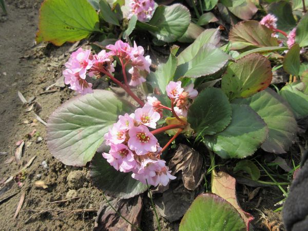 f:id:maronmame:20220318082340j:plain