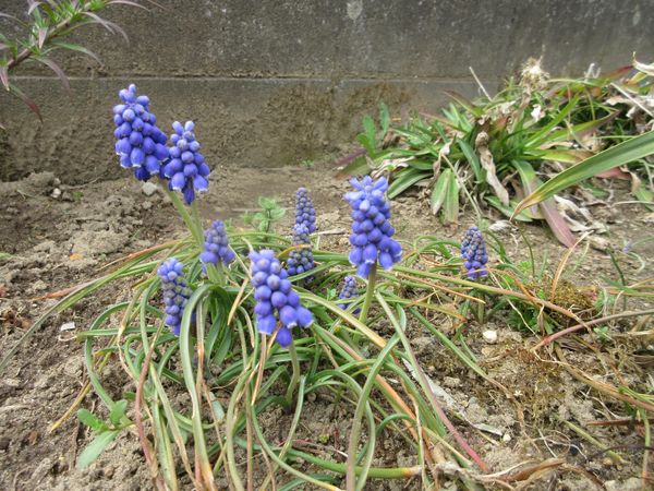 f:id:maronmame:20220318082446j:plain