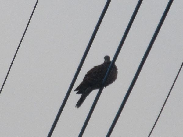 f:id:maronmame:20220324151111j:plain